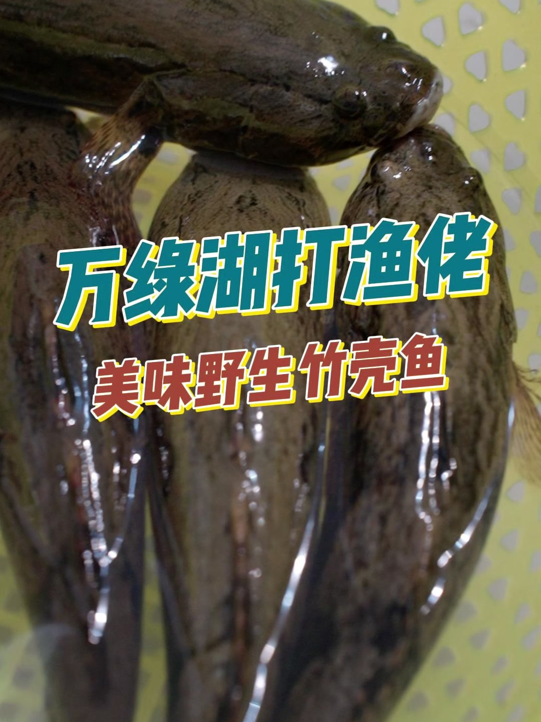 吃过就知道,平平无奇的外表下,是鲜甜细嫩的竹壳鱼