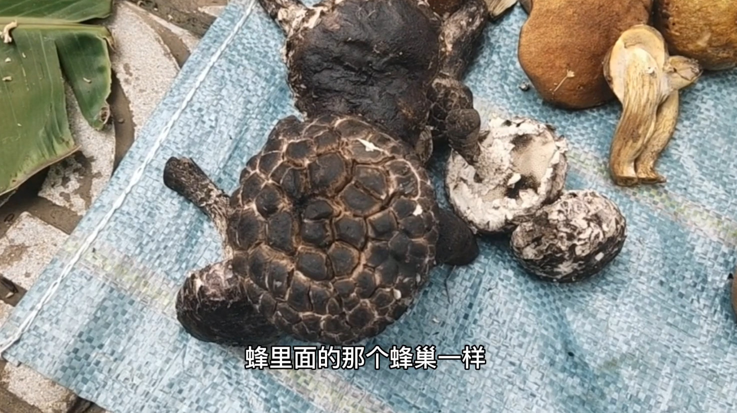 野生“蜂巢菌”第一次见到,形状像是“蜂巢”营养高“珍贵”稀少