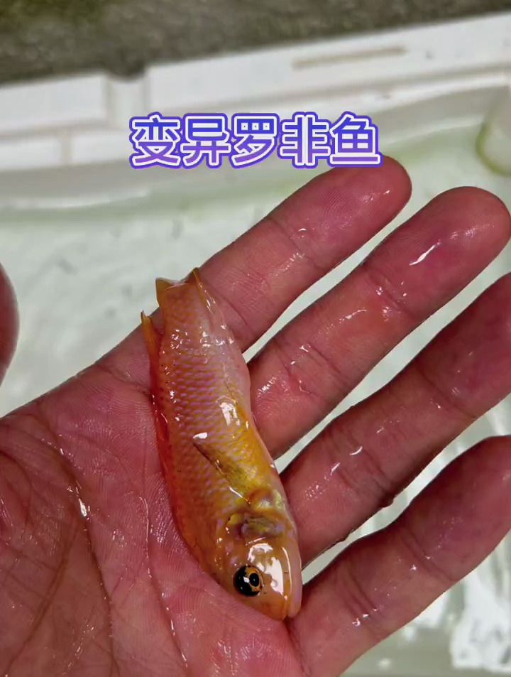 变异的罗非鱼你见过吗