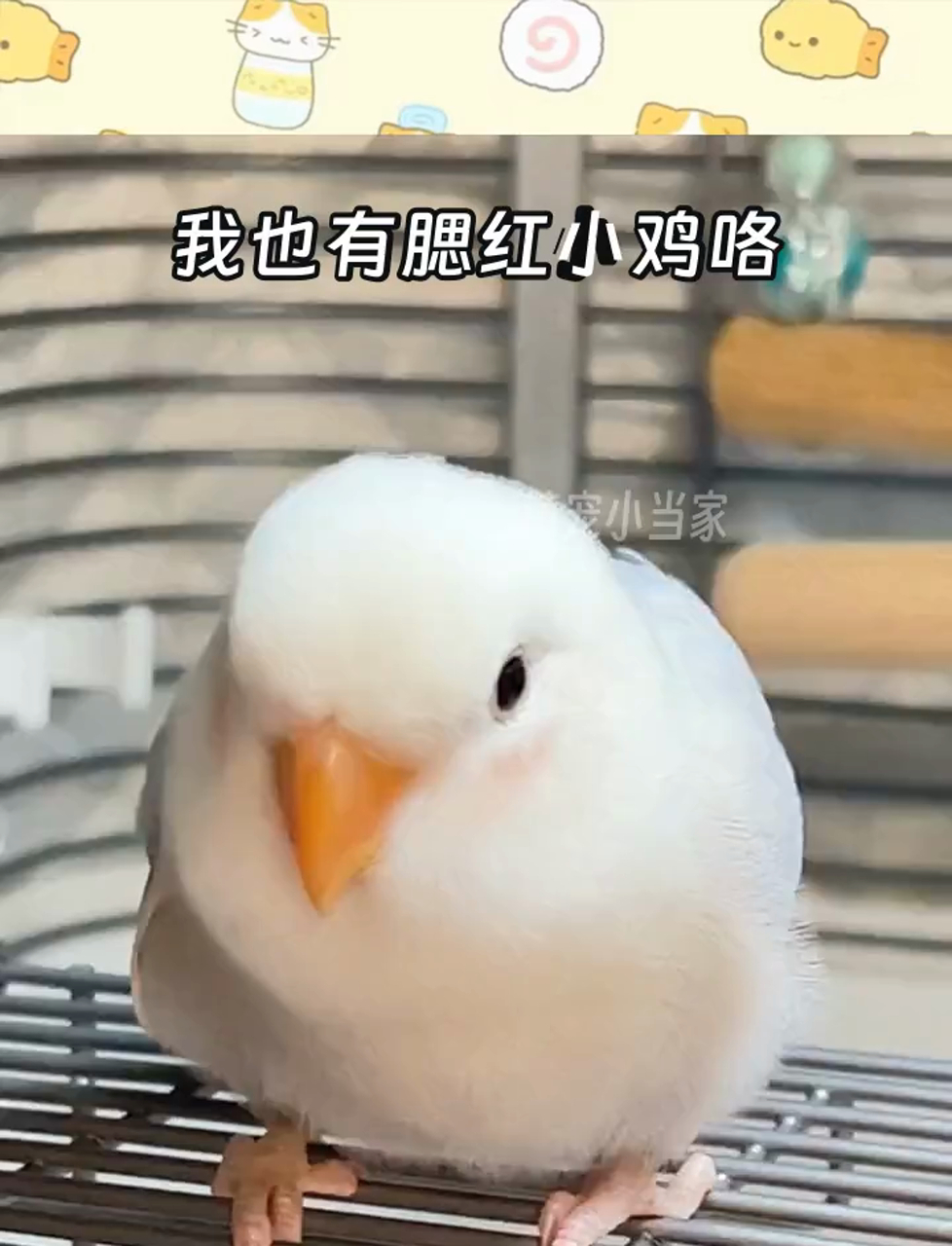 我也有腮红小鸡咯