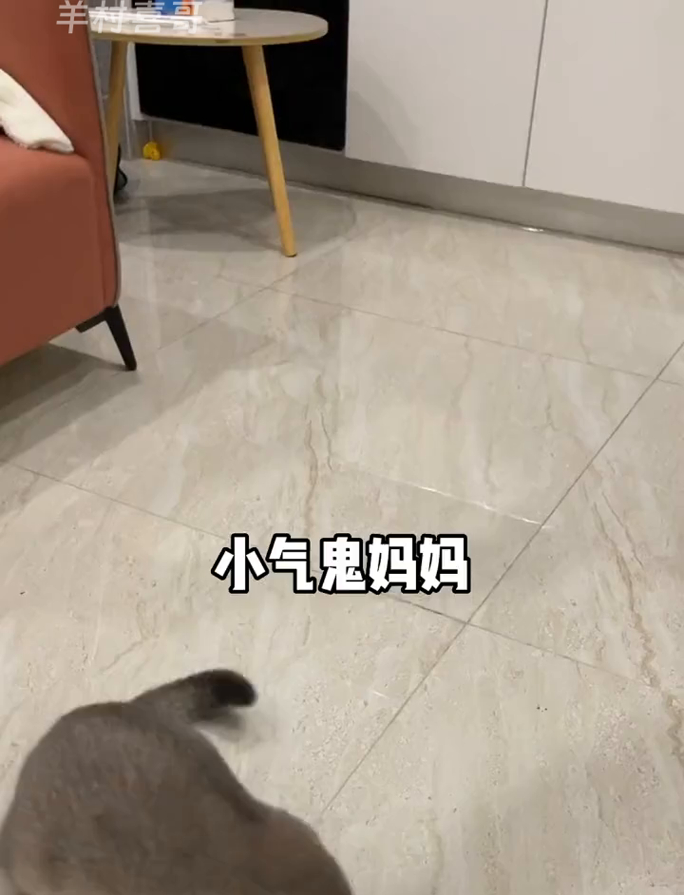 猫咪超爱!磨牙薄荷鱼,爱不释手的小零食
