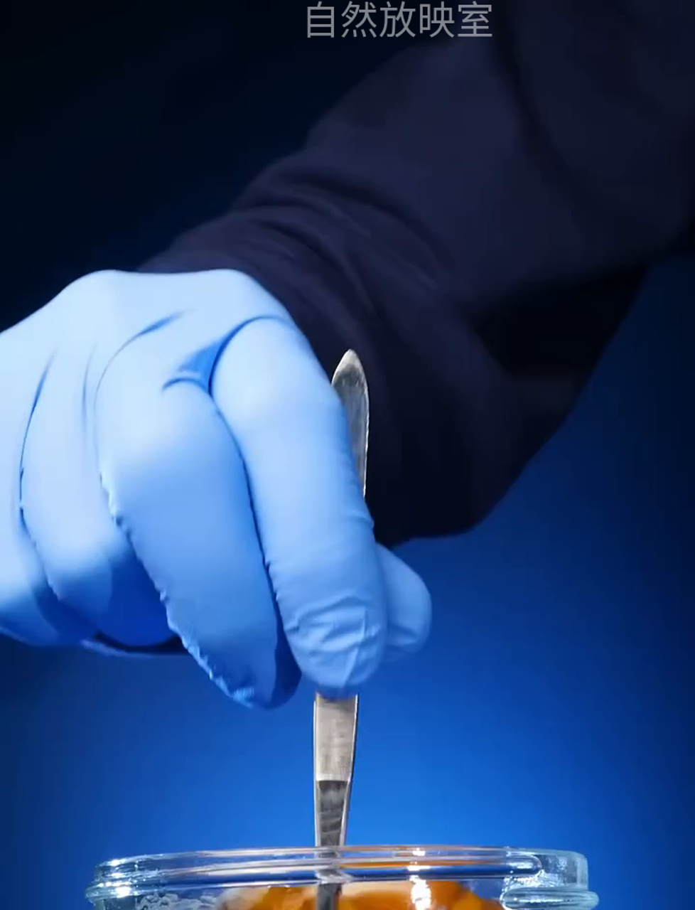 这小丑鱼真神奇,竟然能变性别!