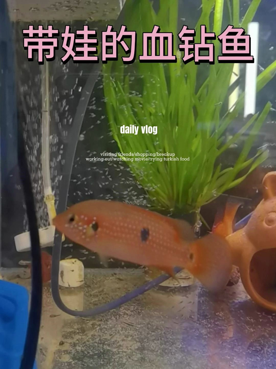 红宝石鱼分公母方法如下:体型,喉结,习性,颜色