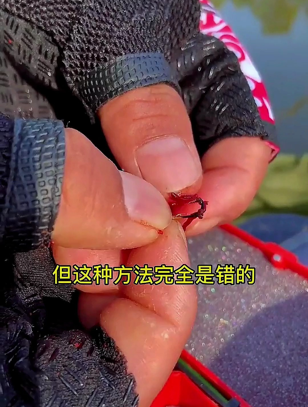 红虫挂钩的正确方法,快速方便不脏手,诱鱼效果还翻几倍!