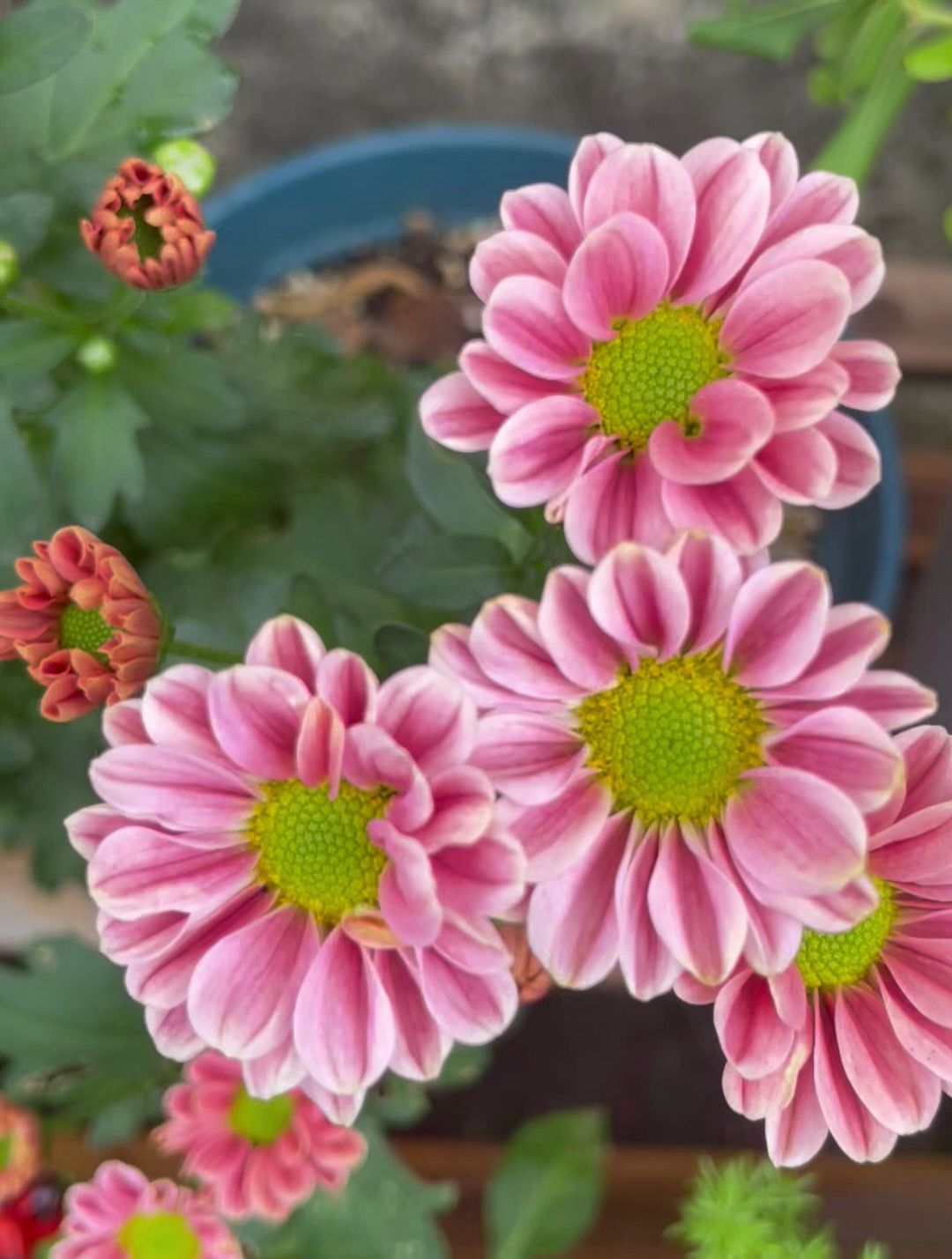 三文鱼小雏菊,夏天晒死后修剪了一直没管,后来长出新芽又开花啦