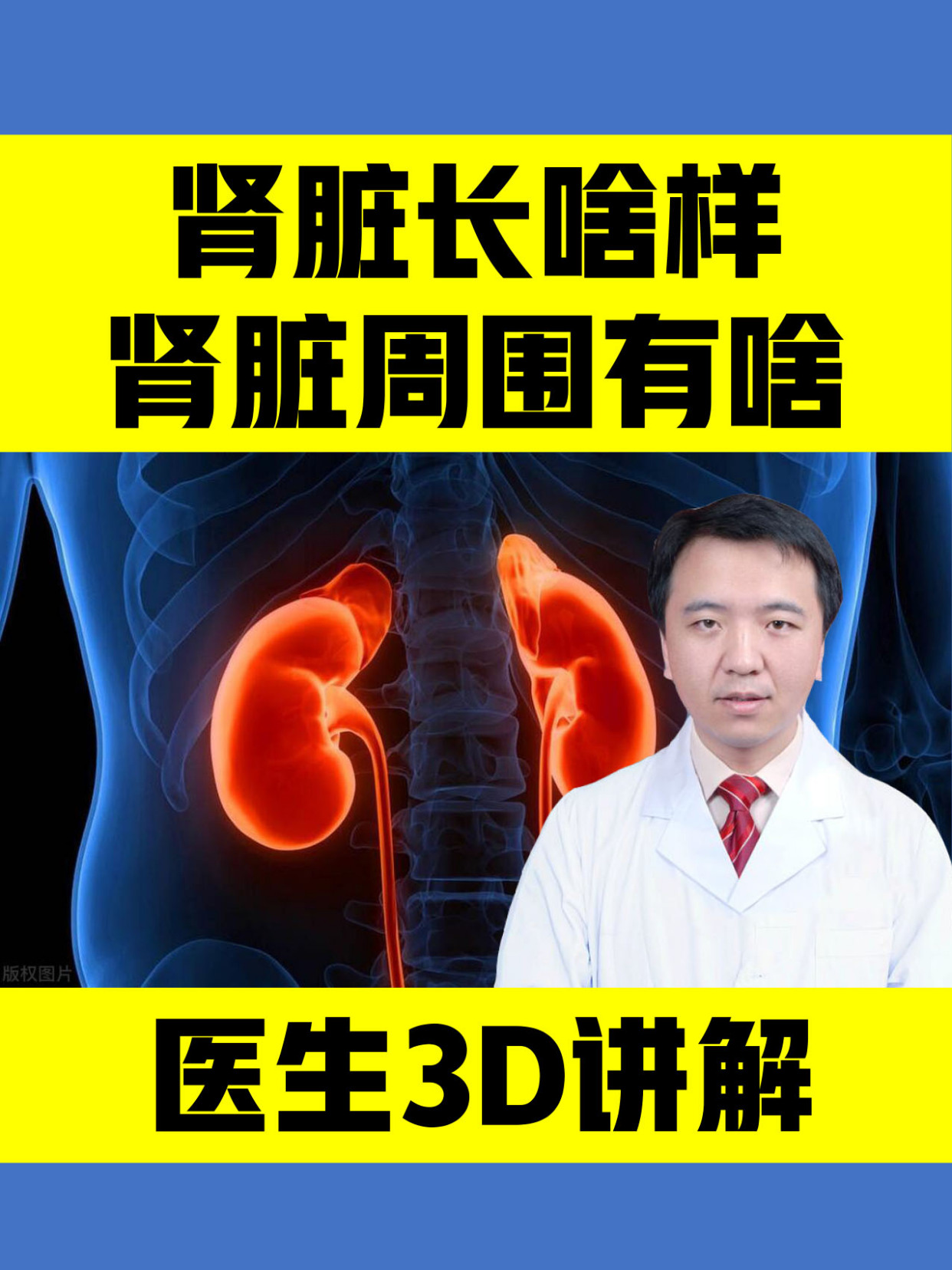 肾脏长啥样?肾脏周围有啥结构?医生通过3D解剖讲解