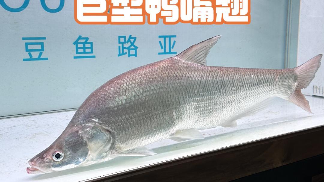 超出预期,巨型鸭嘴翘再入缸第十天,竟然在鱼缸里开口进食了