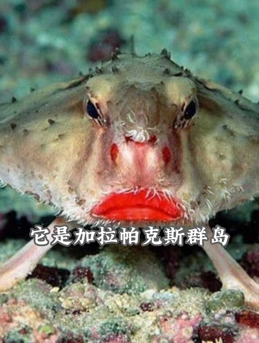 如花,这鱼太丑了吧!这是什么鱼?你能叫出它的名字吗?