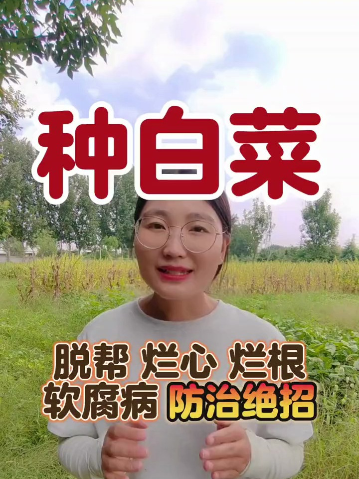 种白菜,生长期该用什么肥,才能包心紧还不软腐?