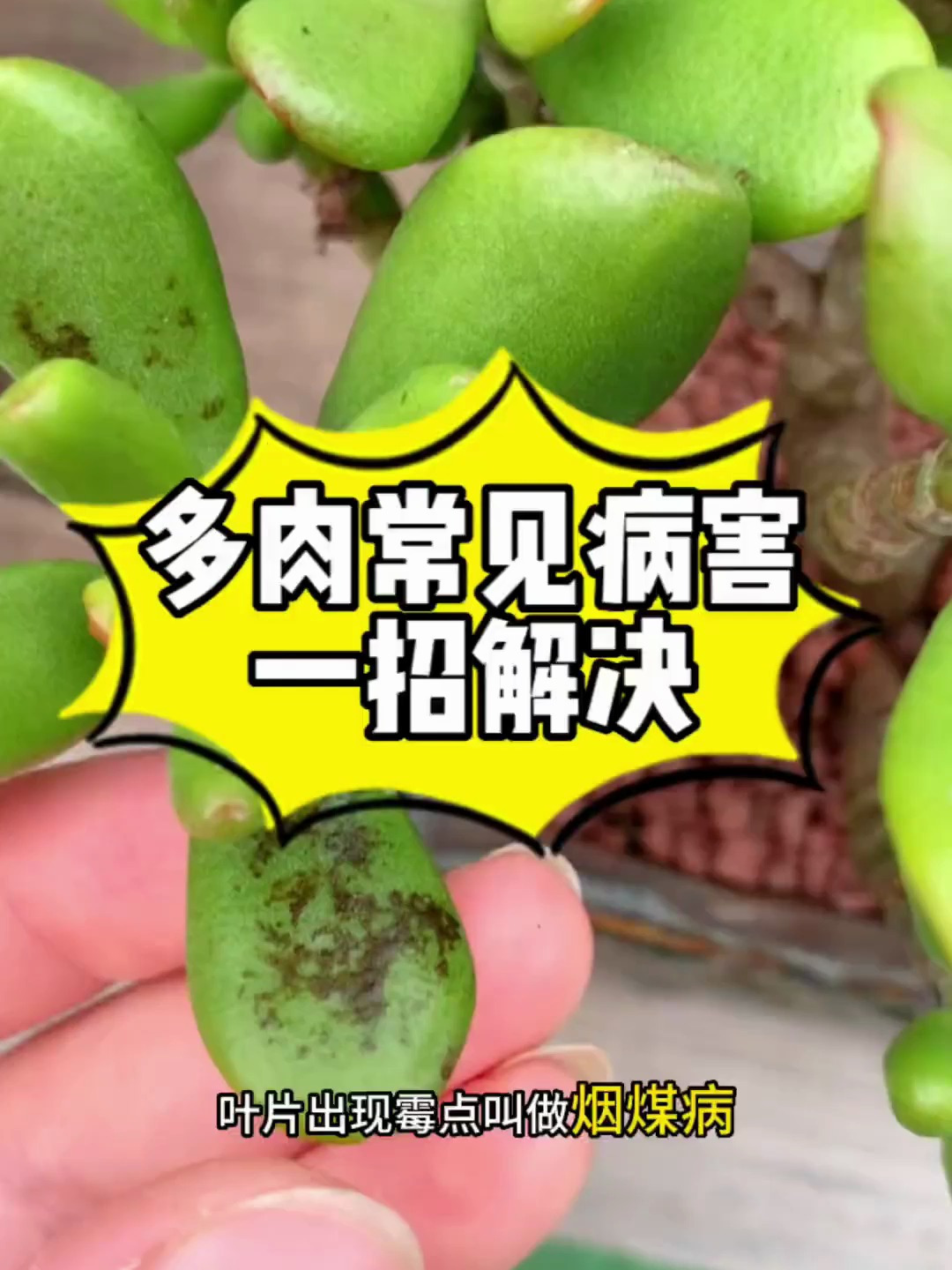多肉植物常见病害图解,教你一招解决 病虫害防治 多肉养护