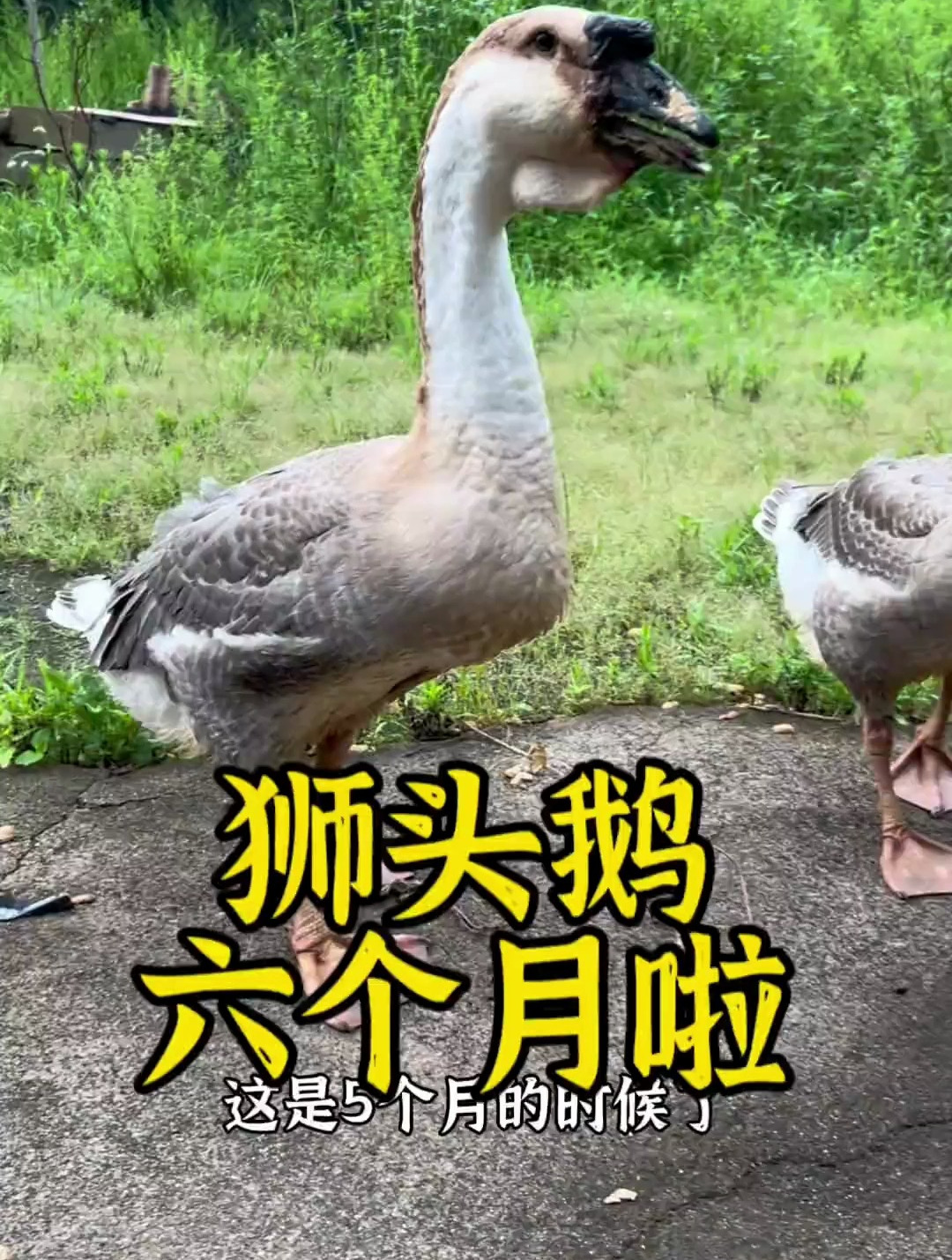 世界上最大的鹅你见过吗?