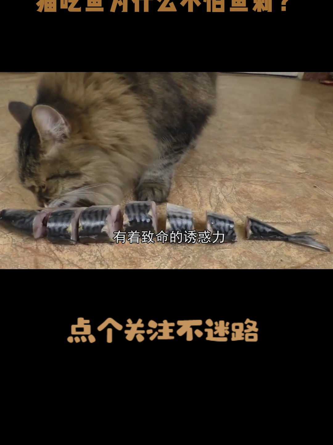 猫吃鱼为什么不怕鱼刺?画面放慢100倍,答案一目了然