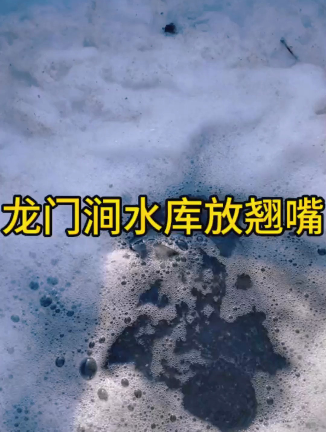 龙门涧水库放生翘嘴,这鱼实在太漂亮了
