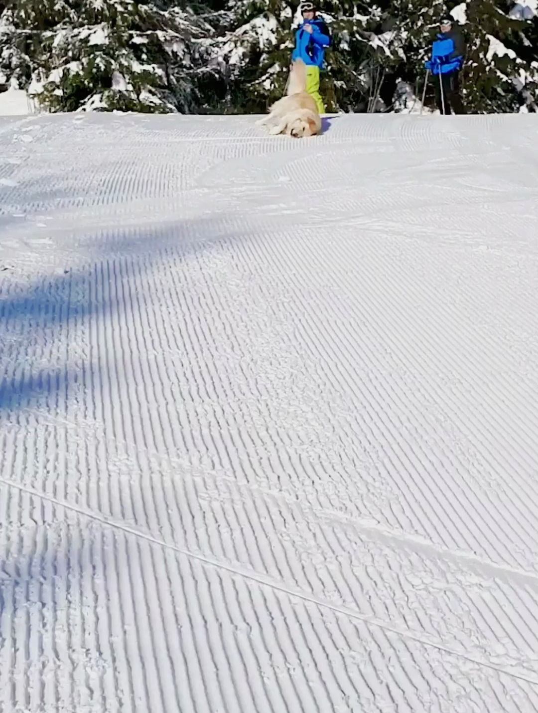 金毛滑雪动作太帅了