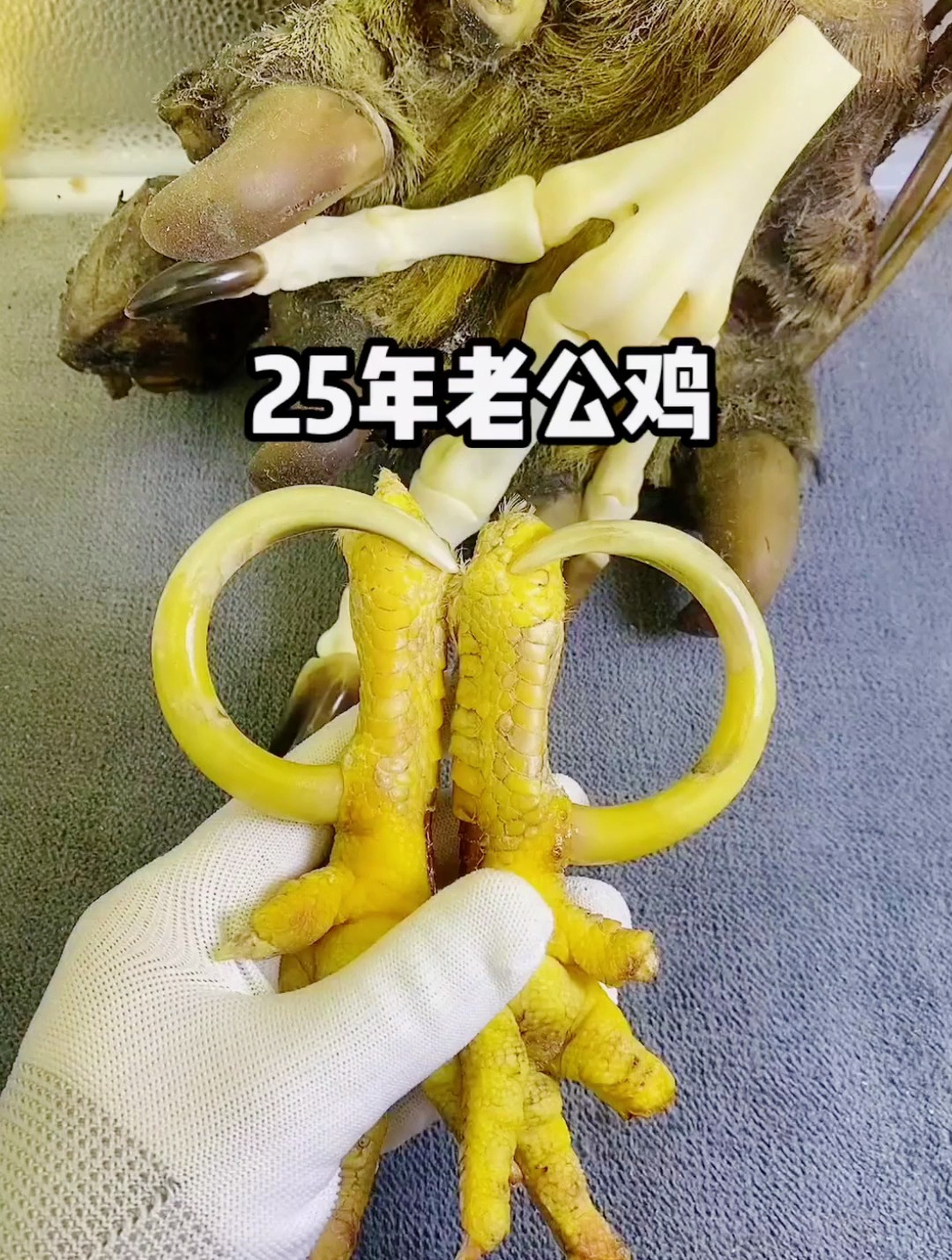 鸡爪的艺术,这个老的公鸡爪子,有人见过吗?