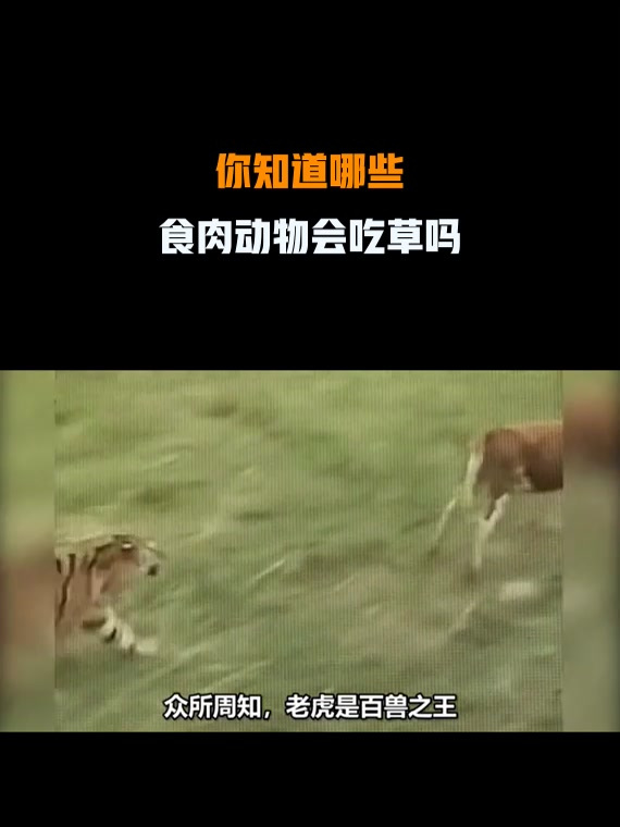 你知道哪些,食肉动物会吃草吗