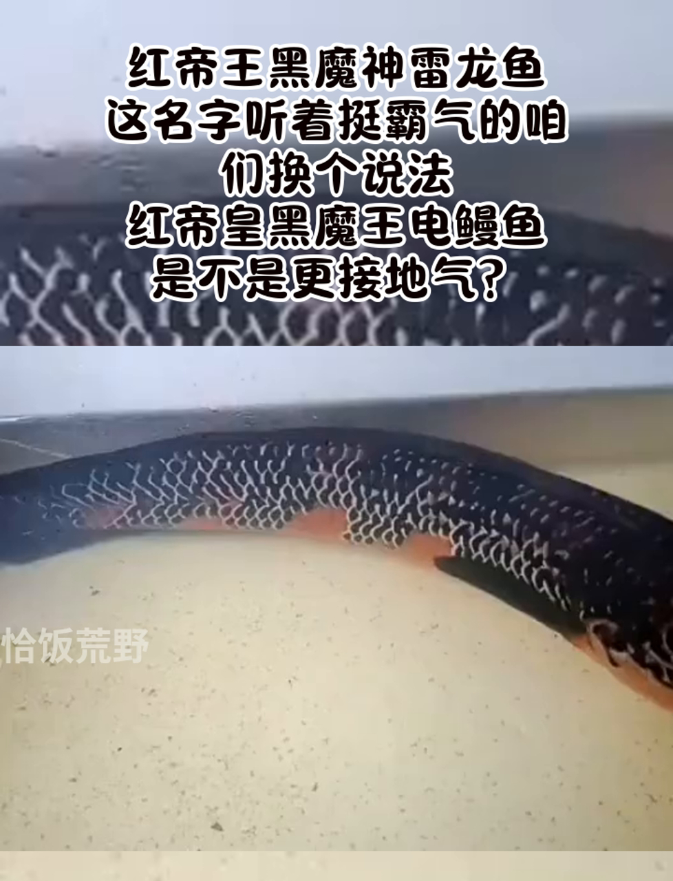 红帝王黑魔神雷龙鱼,这名字听着挺霸气的咱们换个说法,红帝皇黑魔王电鳗鱼,是不是更接地气?
