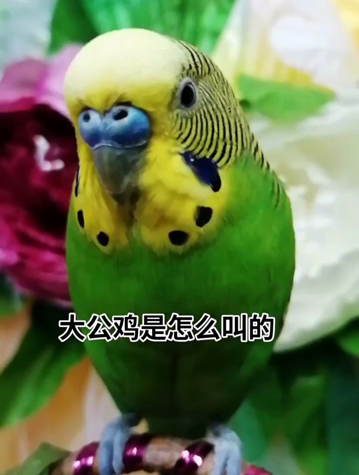 小鹦鹉学大公鸡叫！