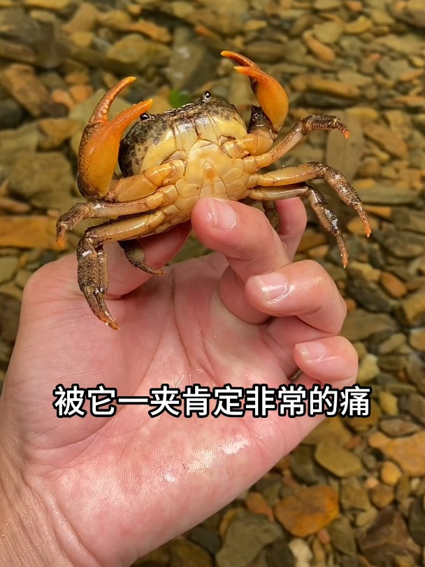 把大家都嫌弃的臭鸭肠子往小溪一放,80元一斤的土货就自动上钩