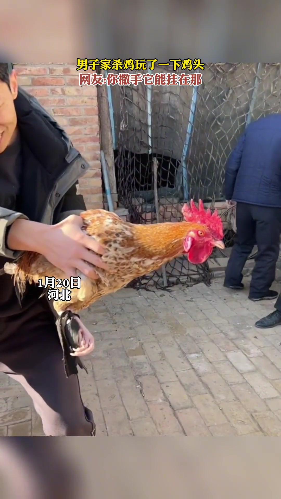 过年家里杀鸡玩了一下鸡头,这场面太搞笑了