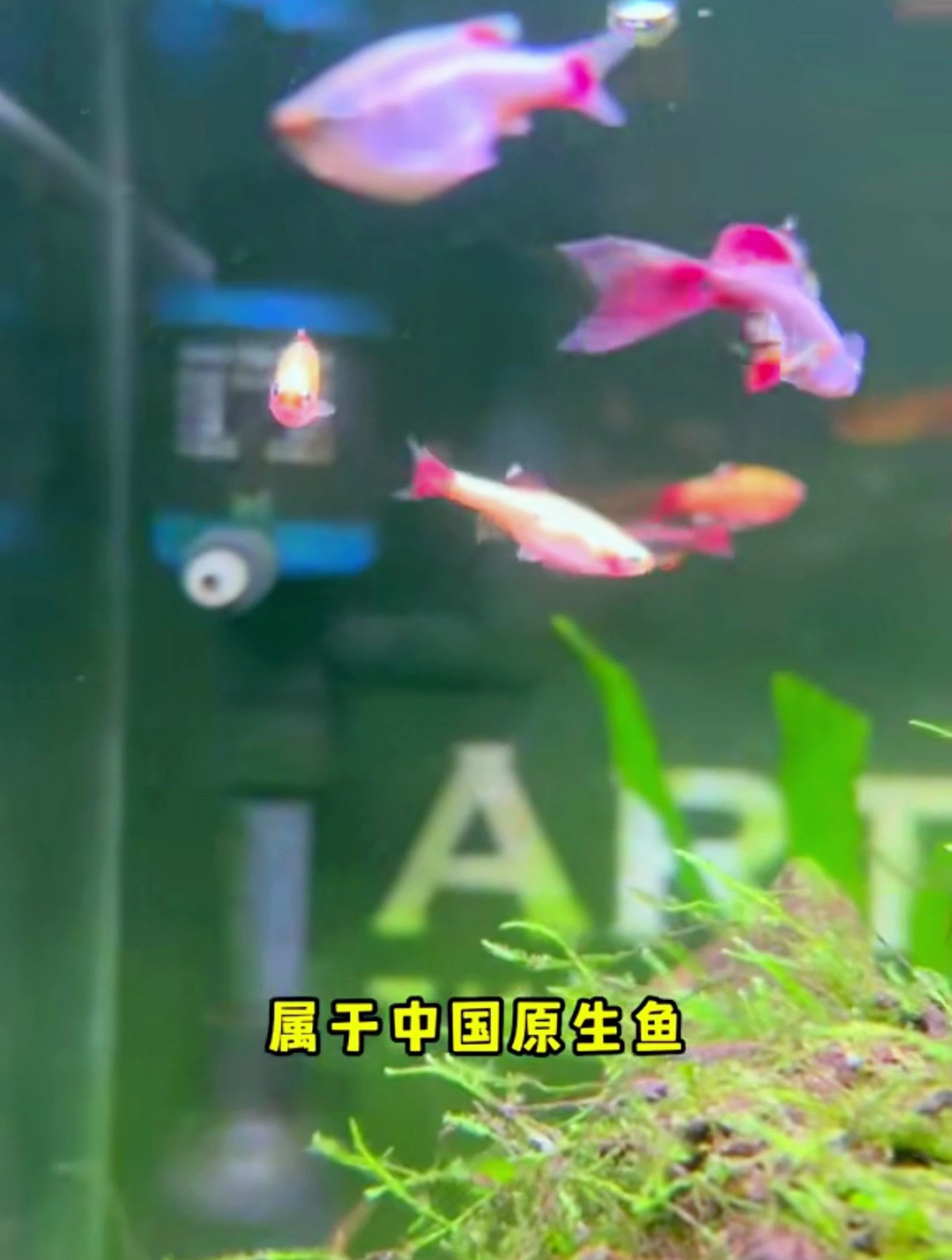 这些好养的冷水鱼你养过吗?最后一种算的上是颜值天花板了!