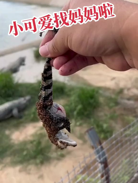 鳄鱼养殖场,小鳄鱼苗找妈妈啦