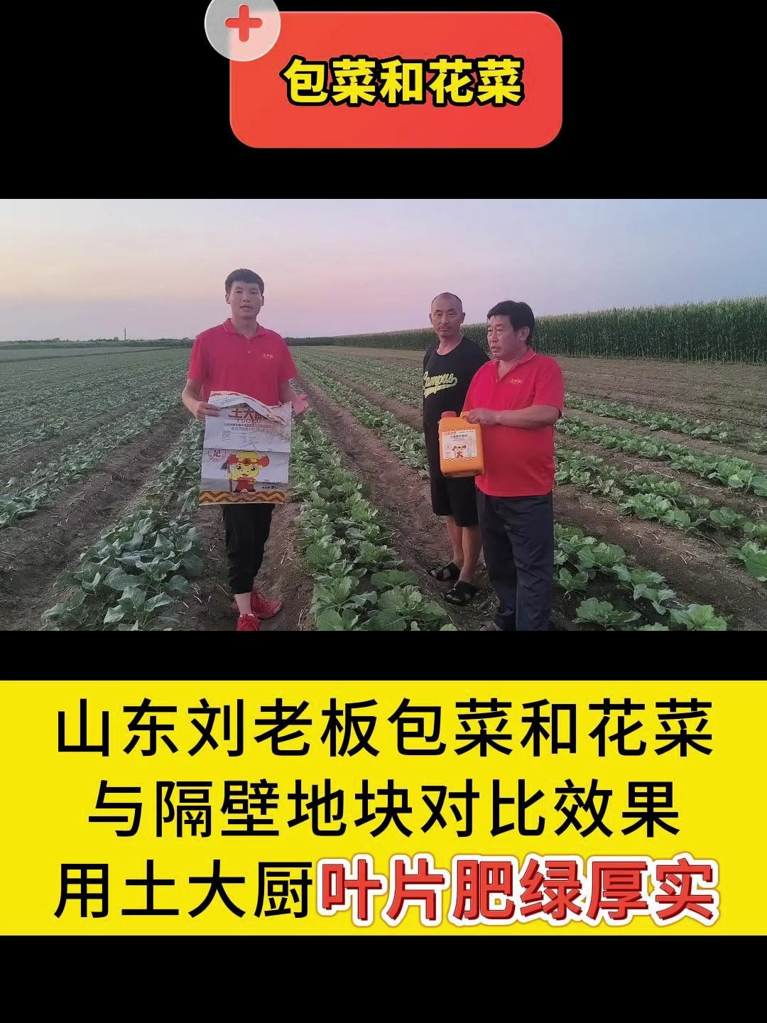 水溶肥—山东刘老板包菜和花菜用土大厨功效水溶肥,叶片浓绿厚实
