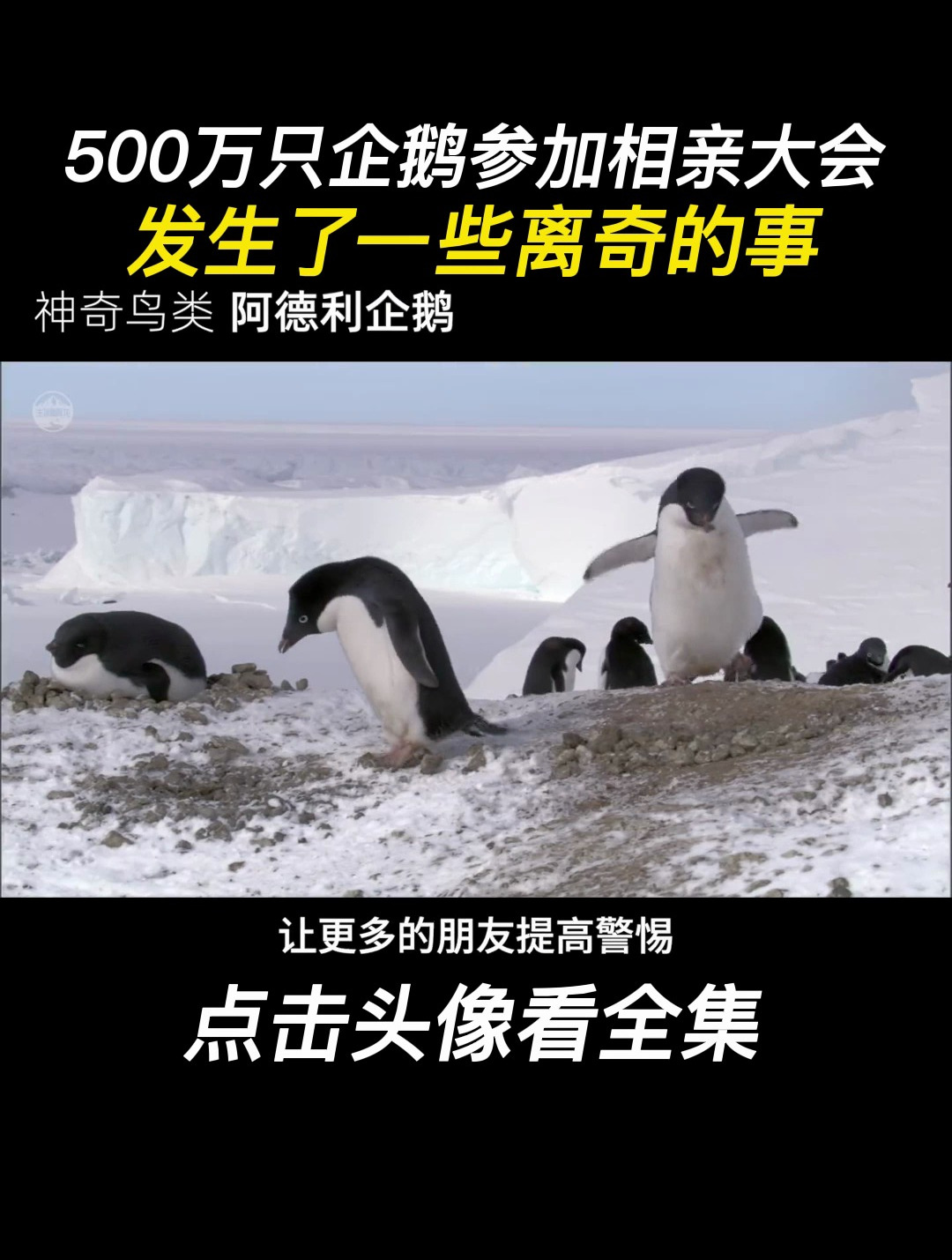 500万只企鹅参加相亲大会,发生了一些离奇的事