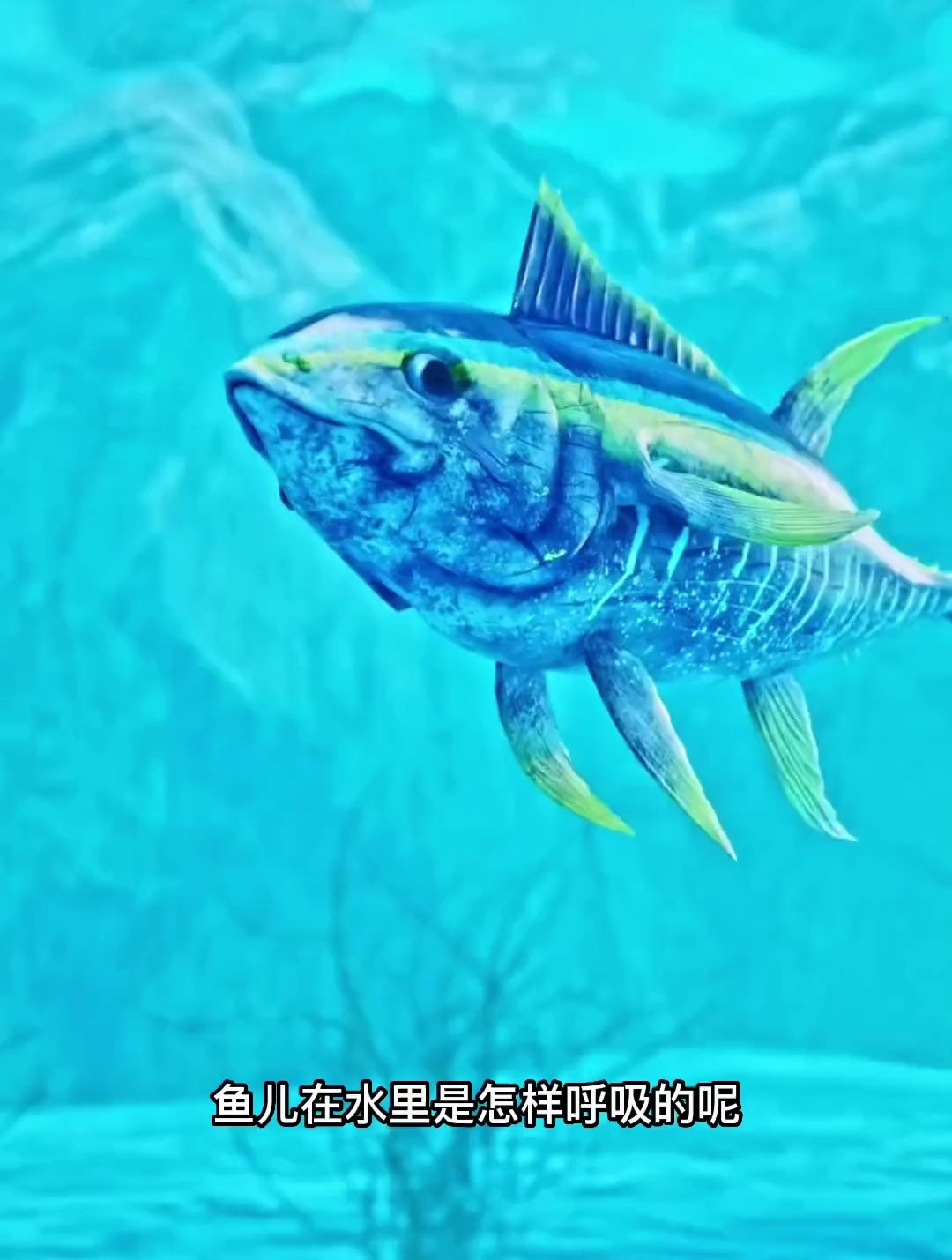 鱼在水里是怎么呼吸的呢?科普 知识分享 冷知识 知识创作人