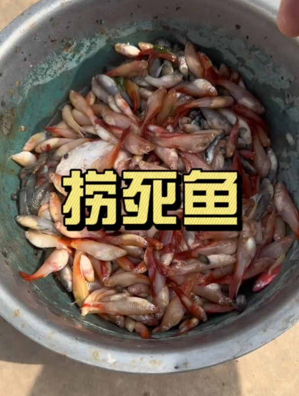 捞死鱼养鱼日记观赏鱼三农水产养殖水族