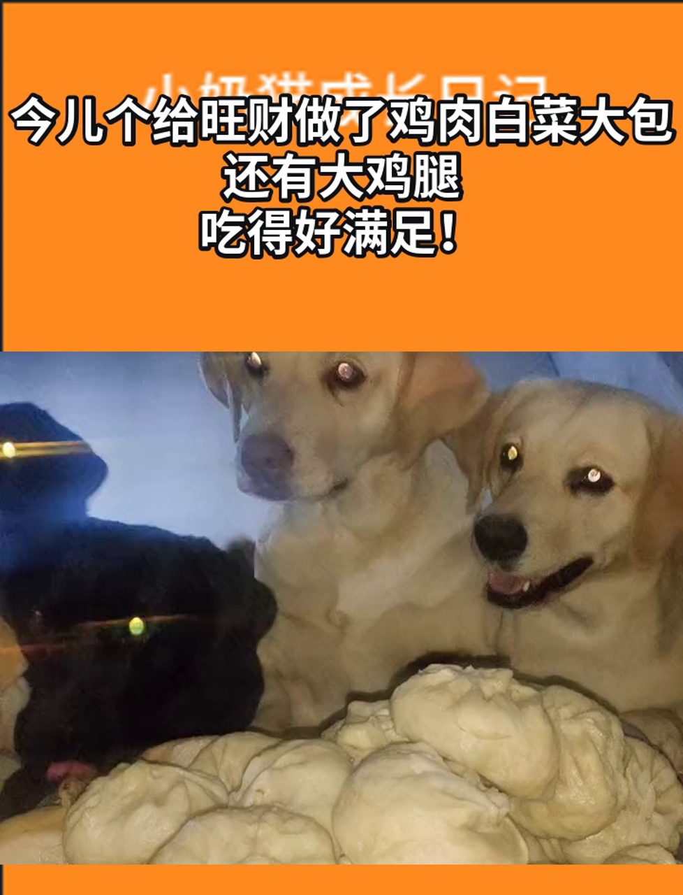 今儿个给旺财做了鸡肉白菜大包,还有大鸡腿,吃得好满足!