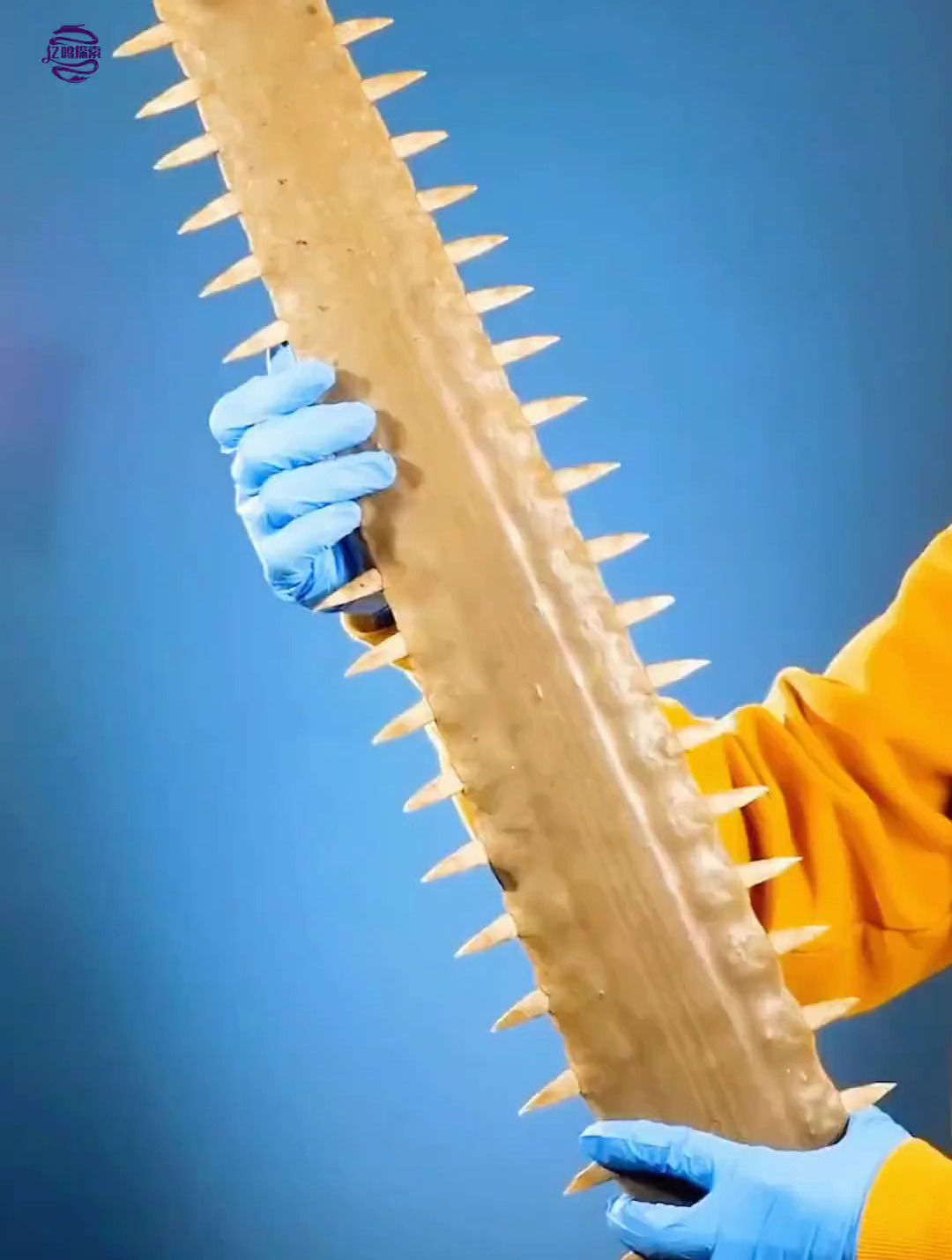 锯鳐鱼长有一条锯齿鼻子,究竟有什么作用呢