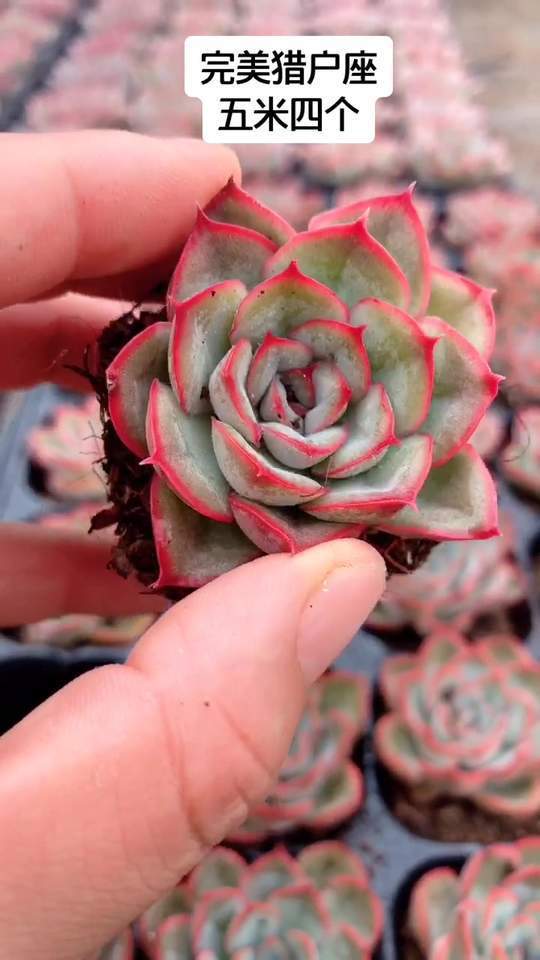 超级完美猎户座,多肉植物
