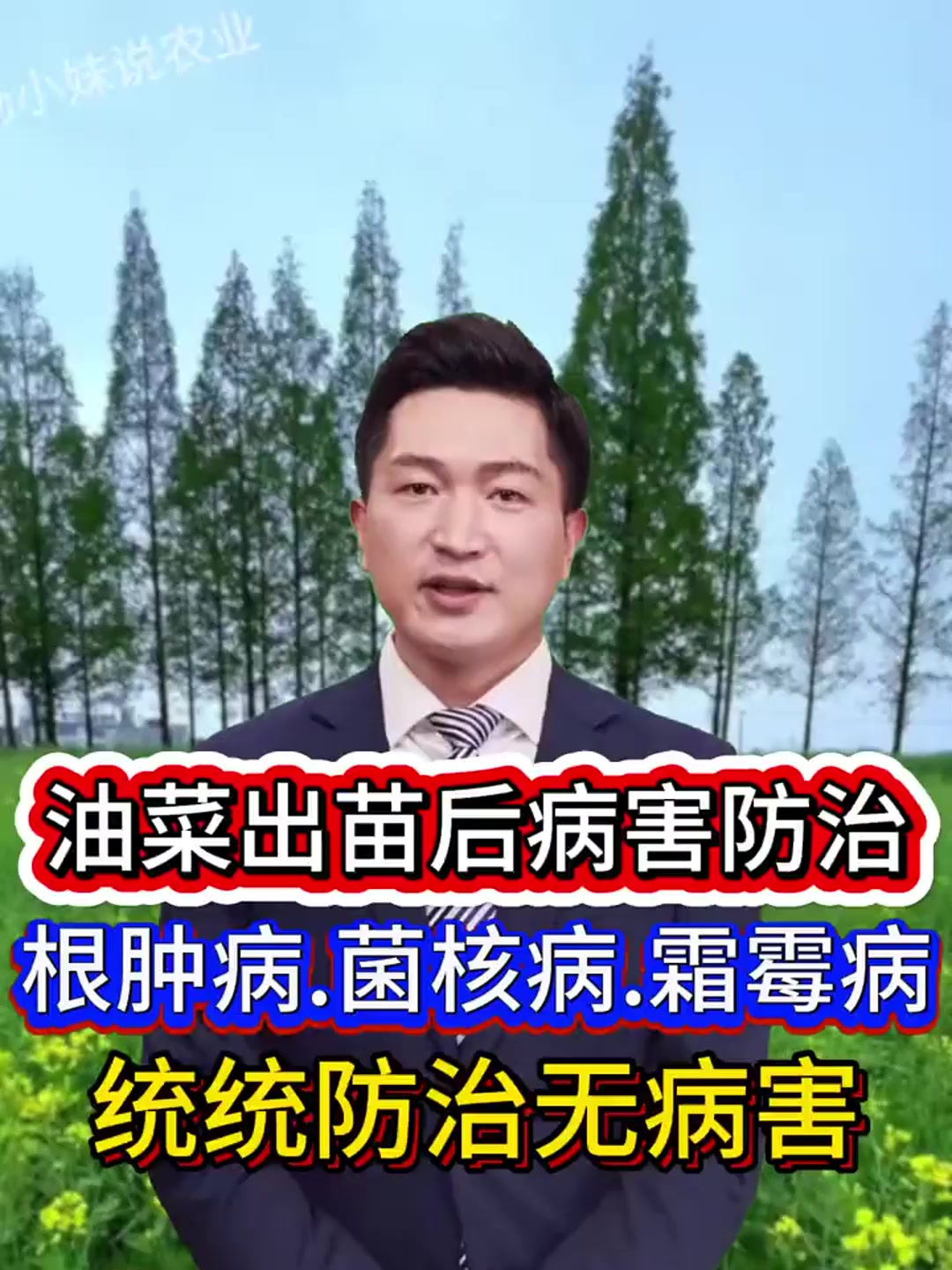 油菜出苗后病害防治,根肿病,菌核病,霜霉病,统统防治整季无病害