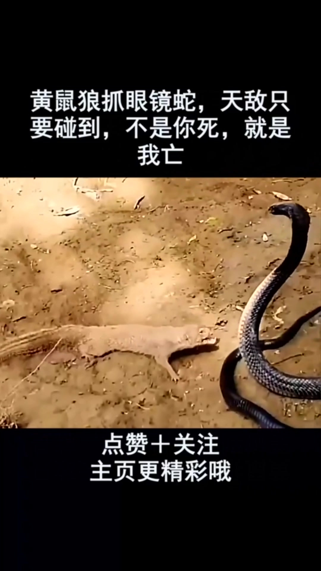 黄鼠狼抓眼镜蛇,天敌只要碰到,不是你死,就是我亡