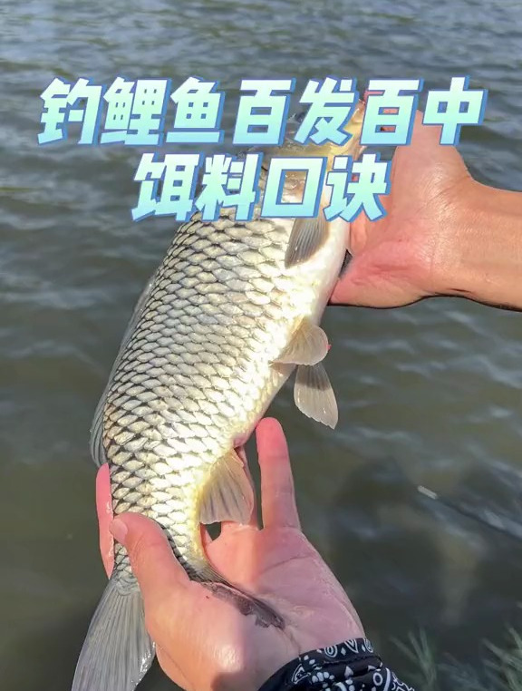 钓鲤鱼百发百中饵料口诀