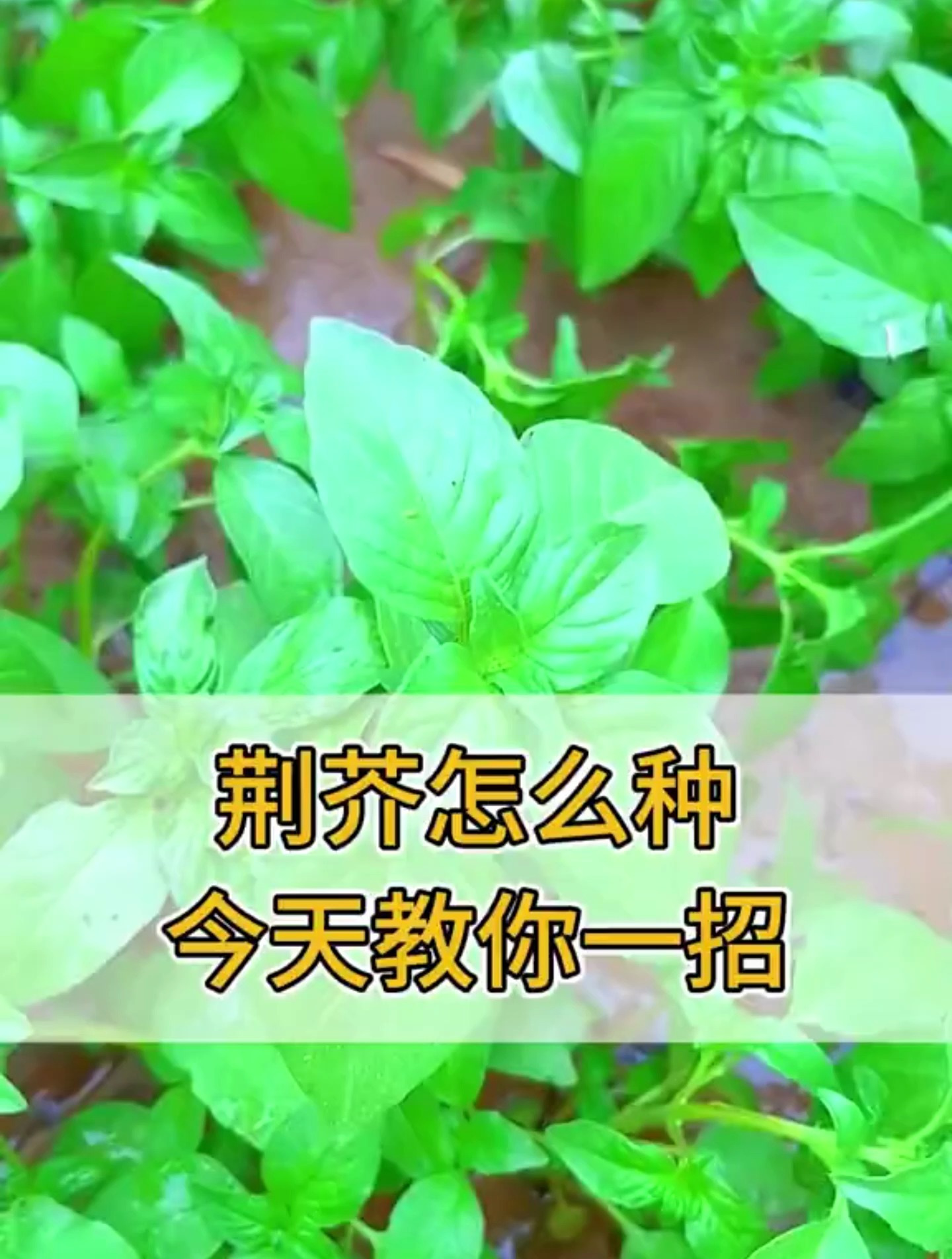 想知道荆芥怎么种?别着急,我来教你一招,有手就会!