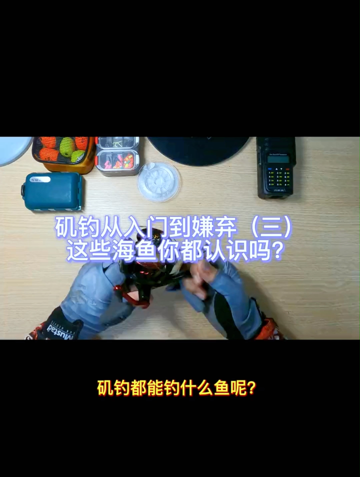 这些海鱼你都认识吗?矶钓都能钓什么鱼呢?