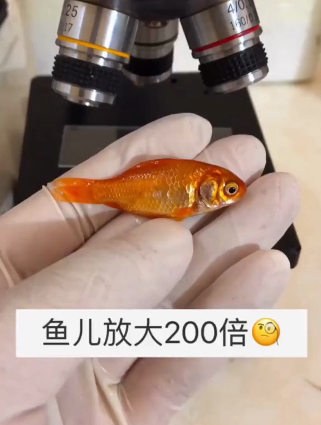 听说金鱼的尾巴,在显微镜特别奇妙,放大发现像竹子一样的结构