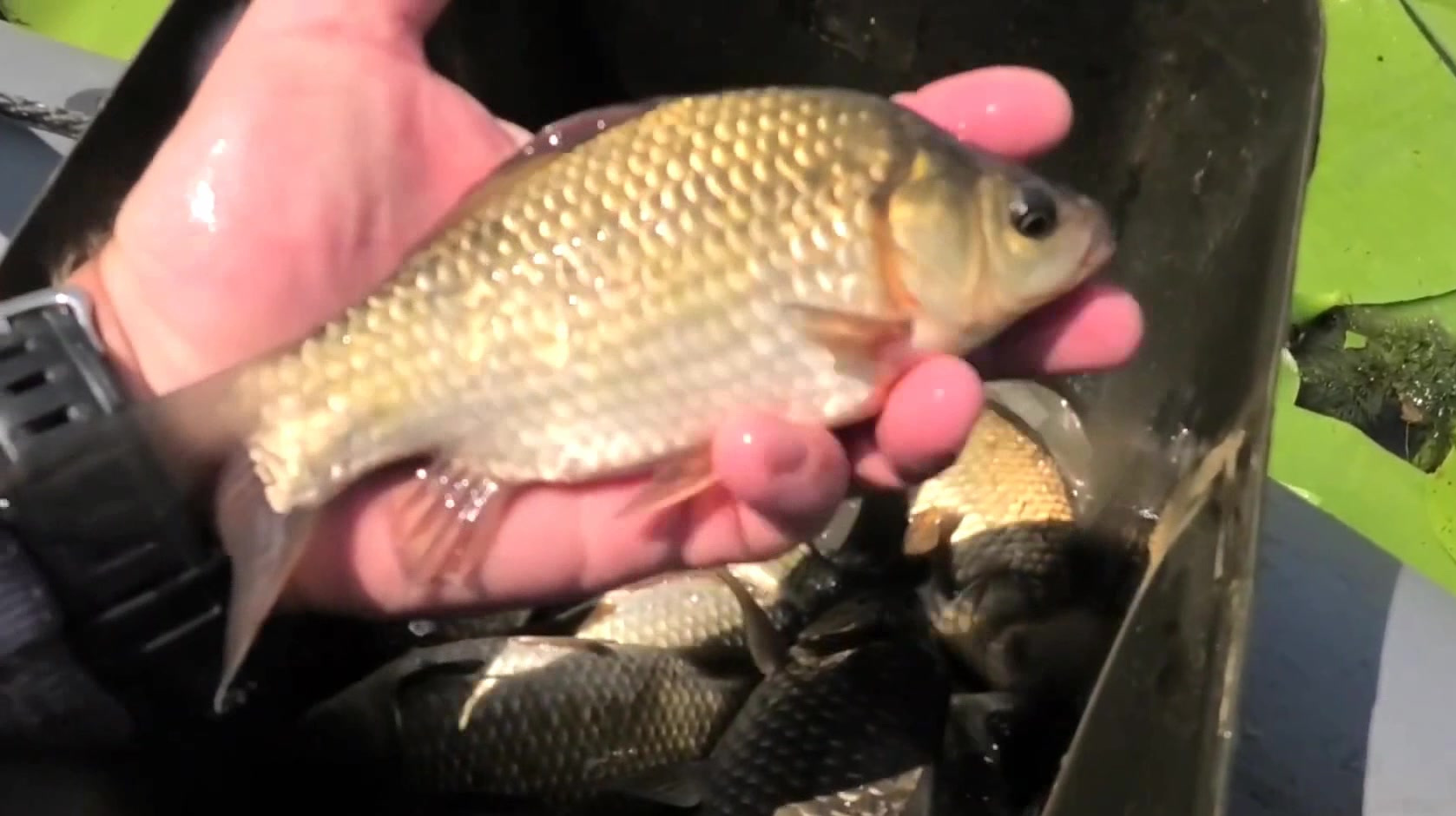 为啥大神夏天钓鲫鱼不用商品饵,非要用蚯蚓?原来这才是高明之处