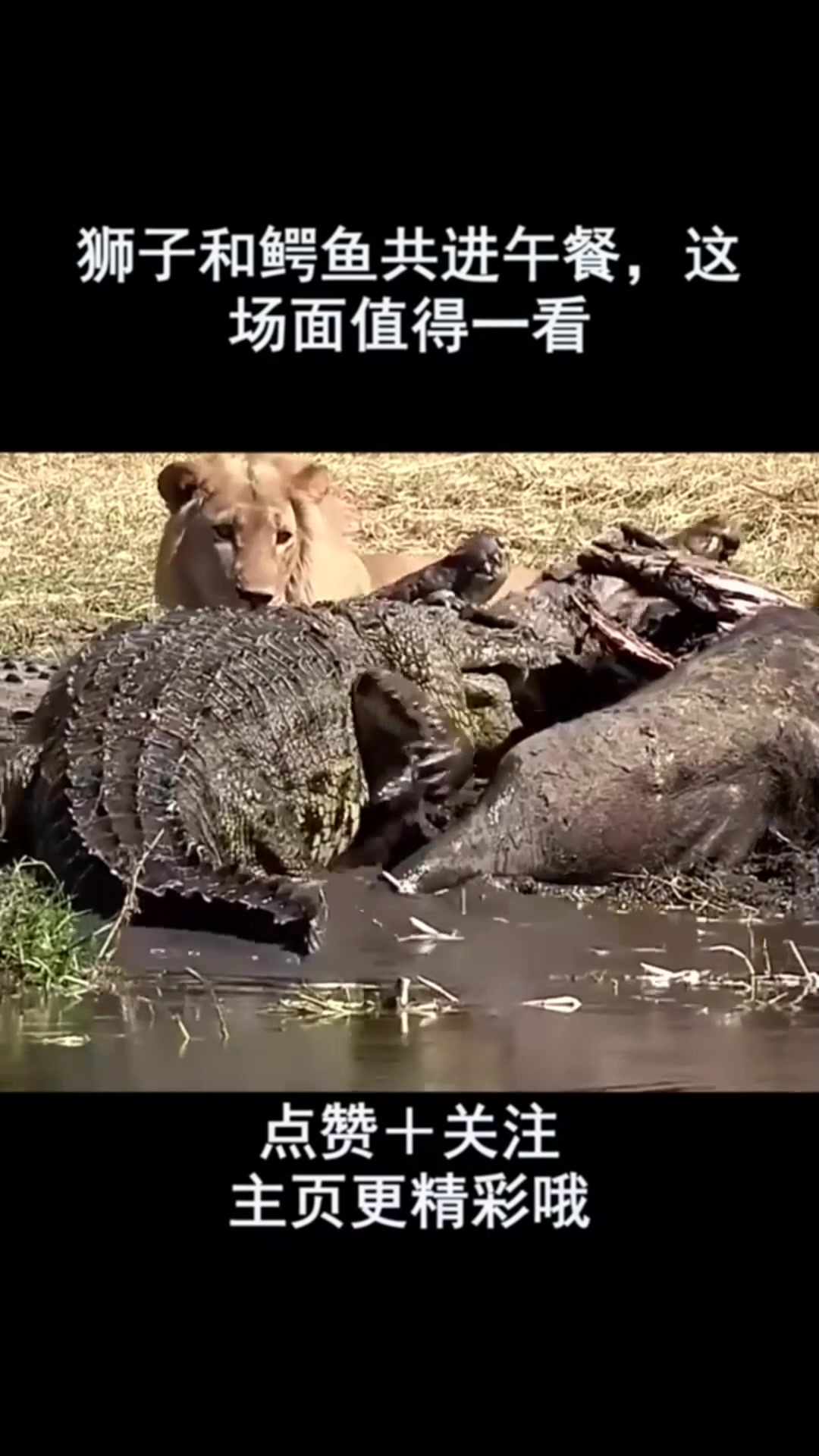 狮子和鳄鱼共进午餐,这场面值得一看