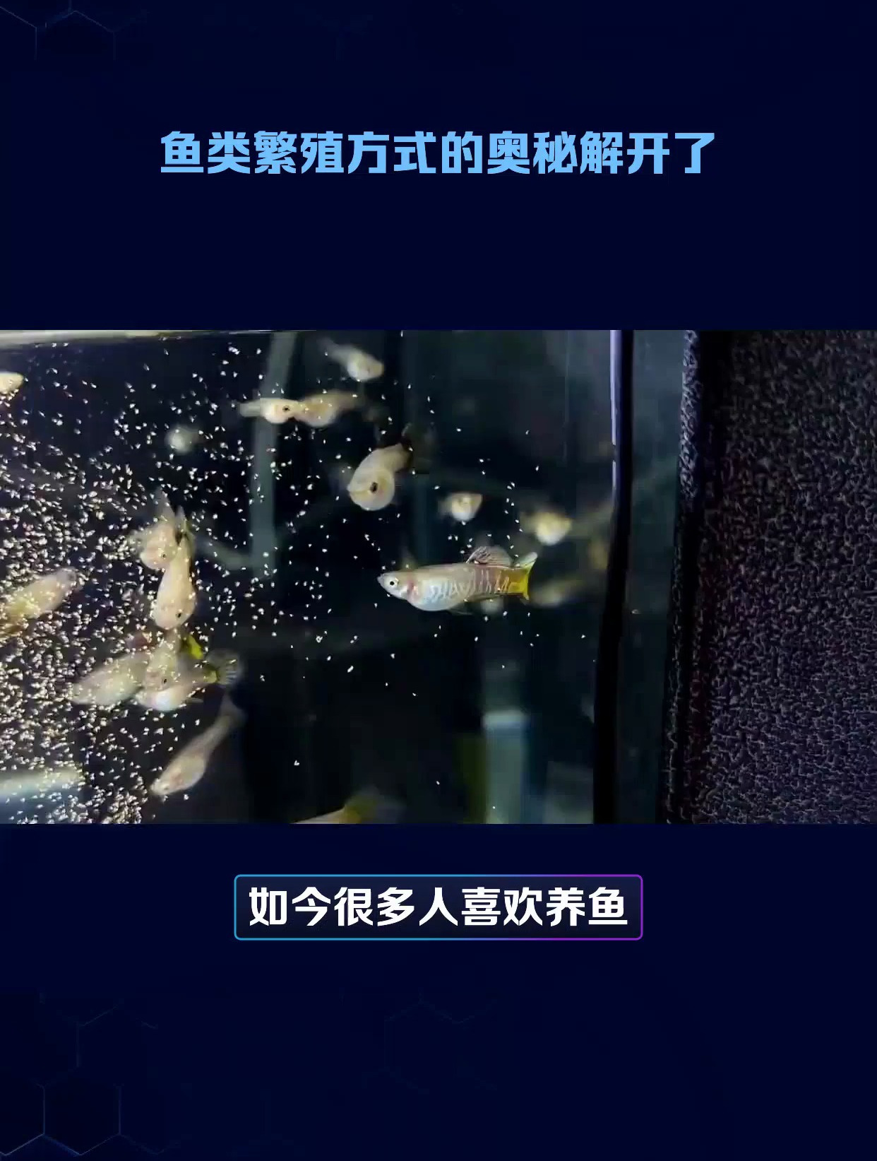 鱼是生卵还是直接生小鱼呢?