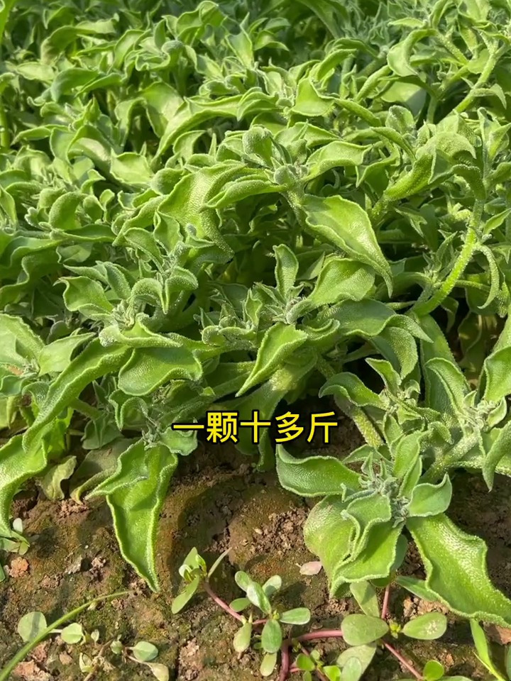 “水晶冰菜:超市贵到爆的网红蔬菜,我在家种成功了!”
