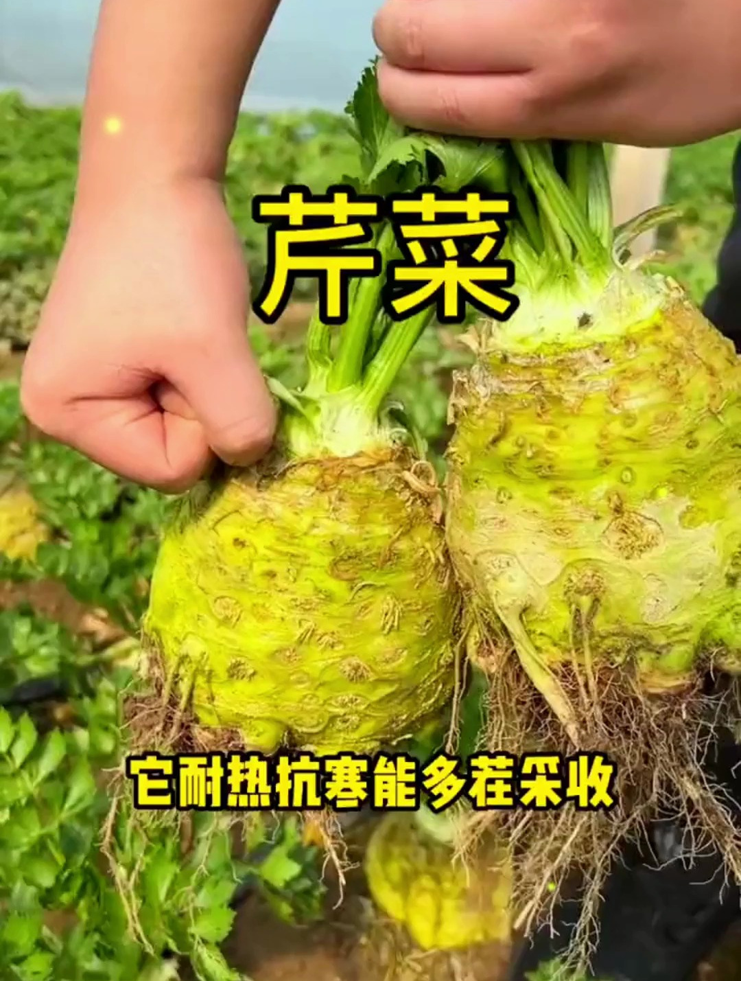 农村小伙种植蔬菜不走寻常路,别人家的芹菜只吃叶,他种的只吃根