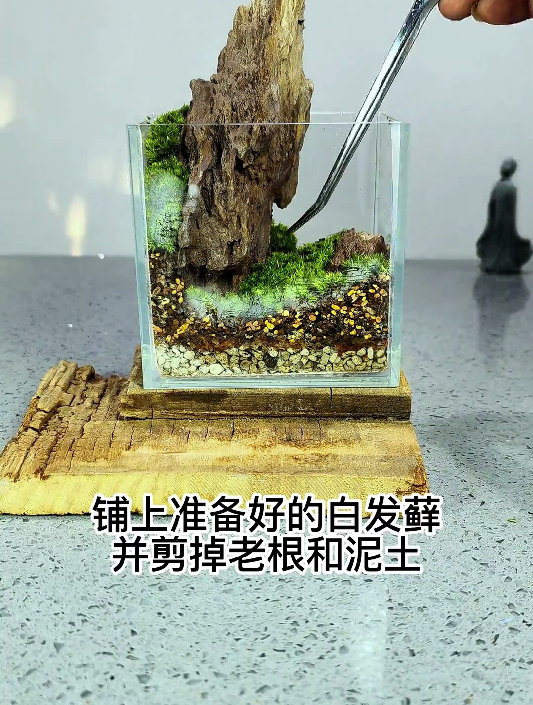 那么小的鱼缸能养鱼不 做个小景观比养鱼划算多了