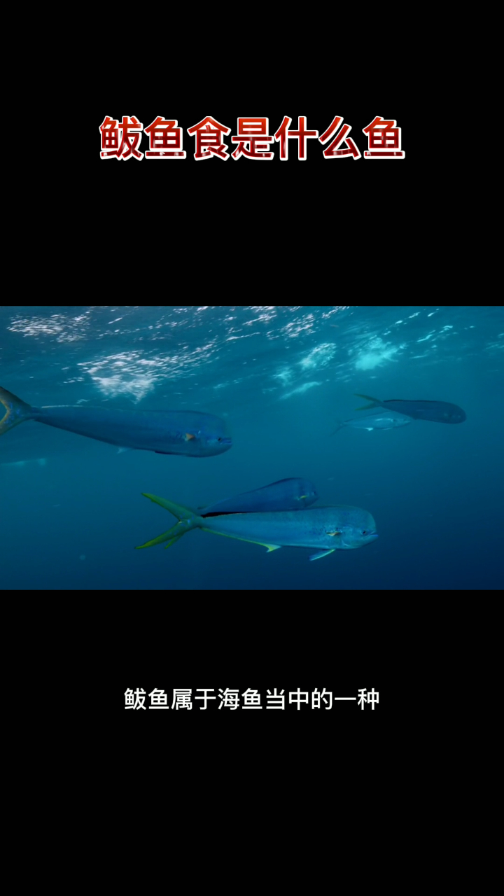 鲅鱼食是什么鱼
