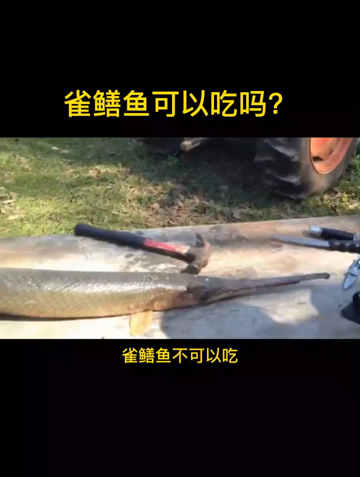 雀鳝鱼可以吃吗?