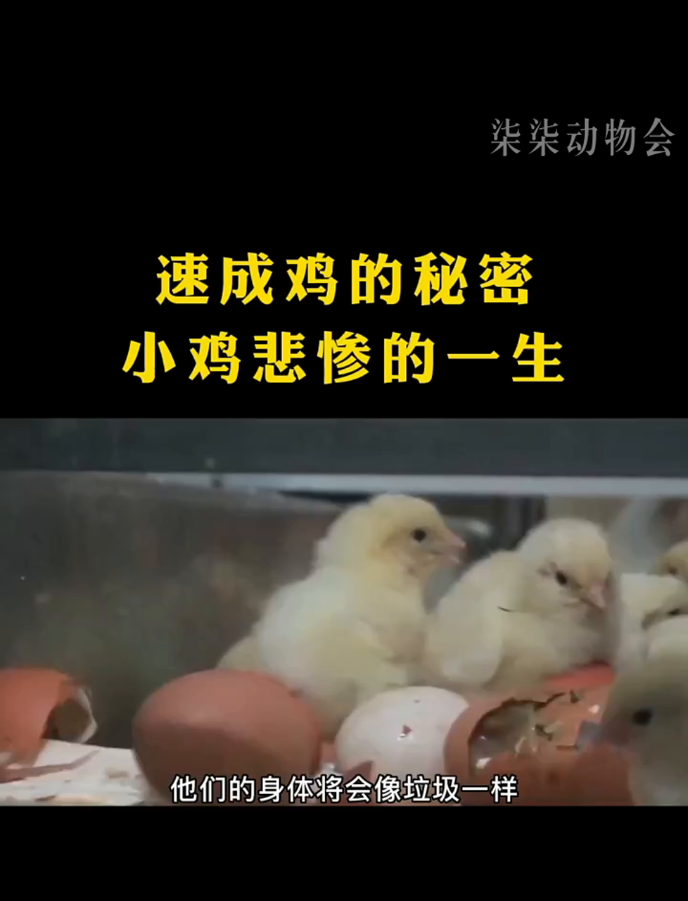 揭秘速生鸡背后,小鸡的不幸生活!