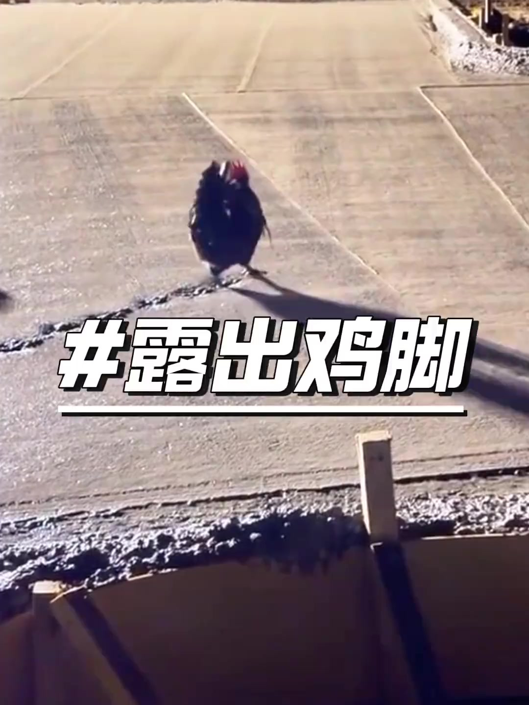 水泥路上的那些脚印,小鸡画竹叶,小狗画梅花,小鸭画枫叶
