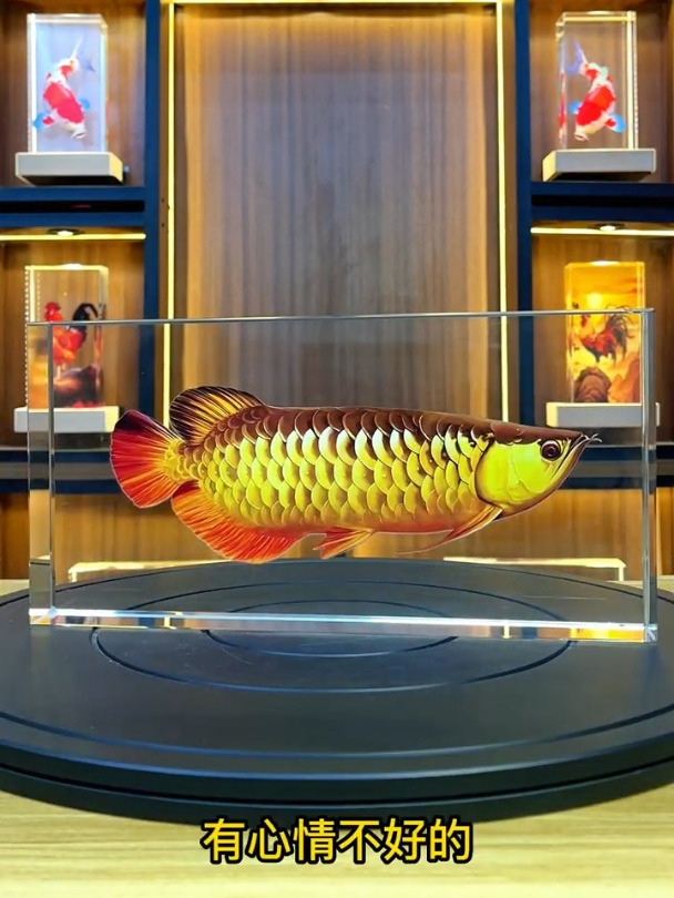 家里摆放一条金龙鱼象征喜庆如意